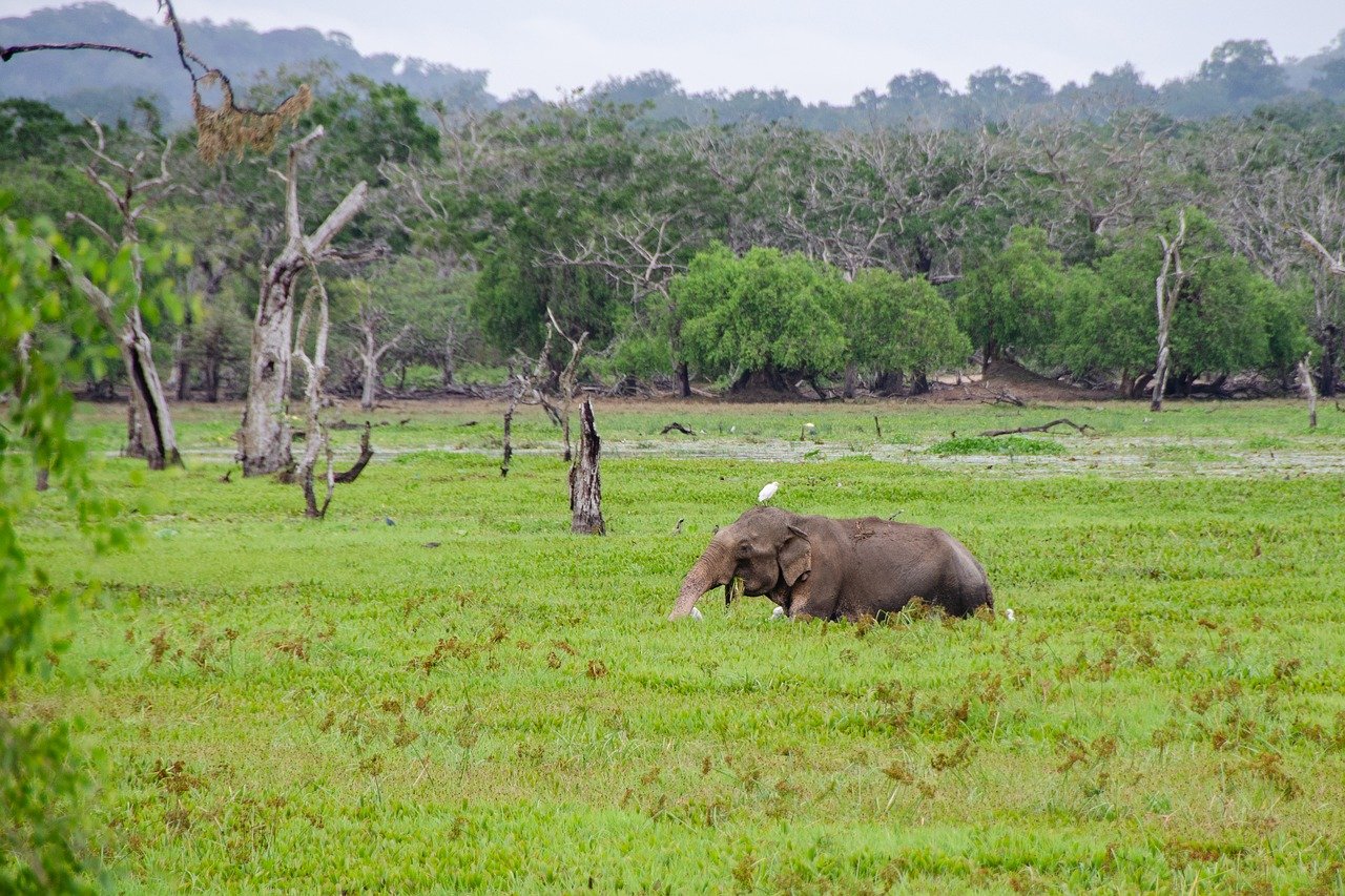 Elephant in Sri Lanka National Park