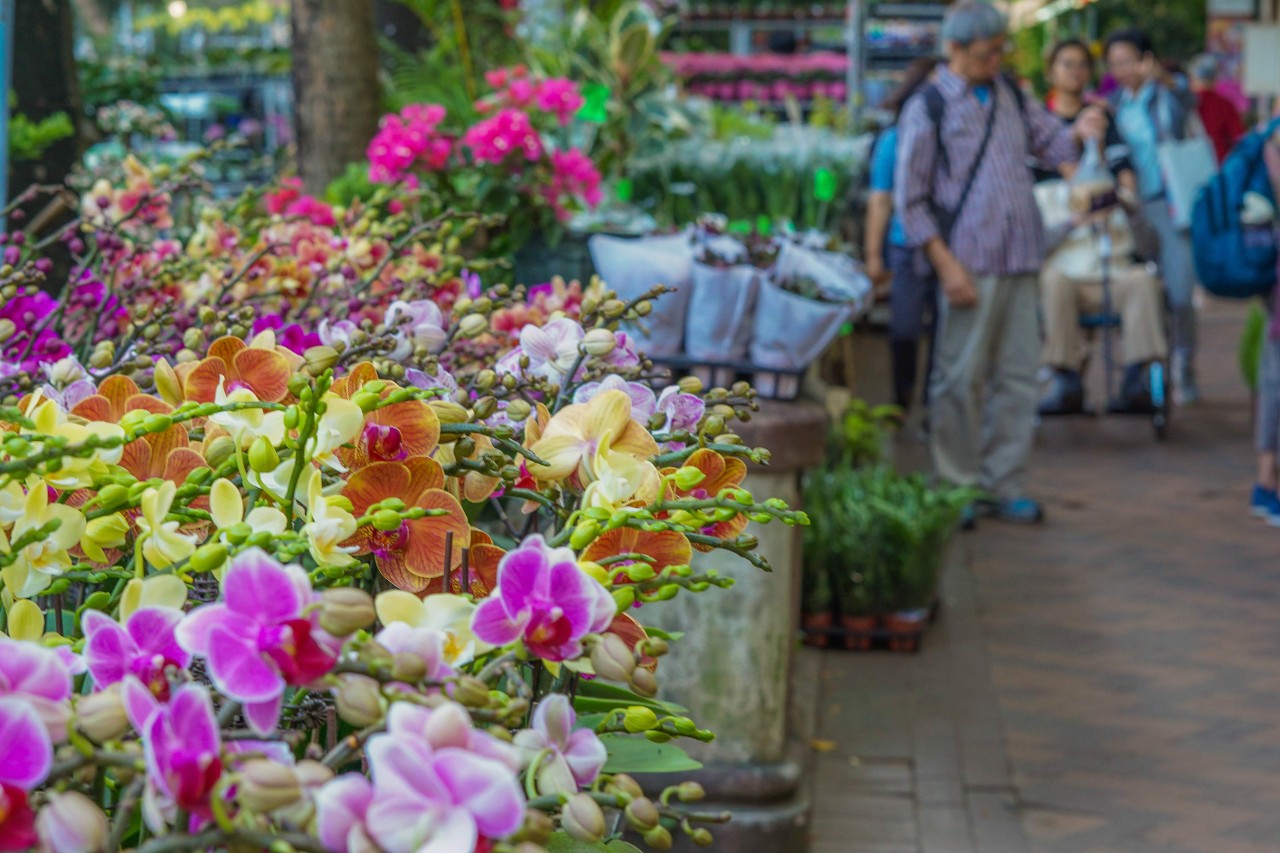one of the fun places to visit in Hong Kong: Flower Market in Hong Kong