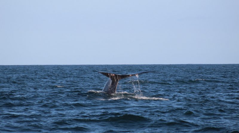 Whale watching, California, United States