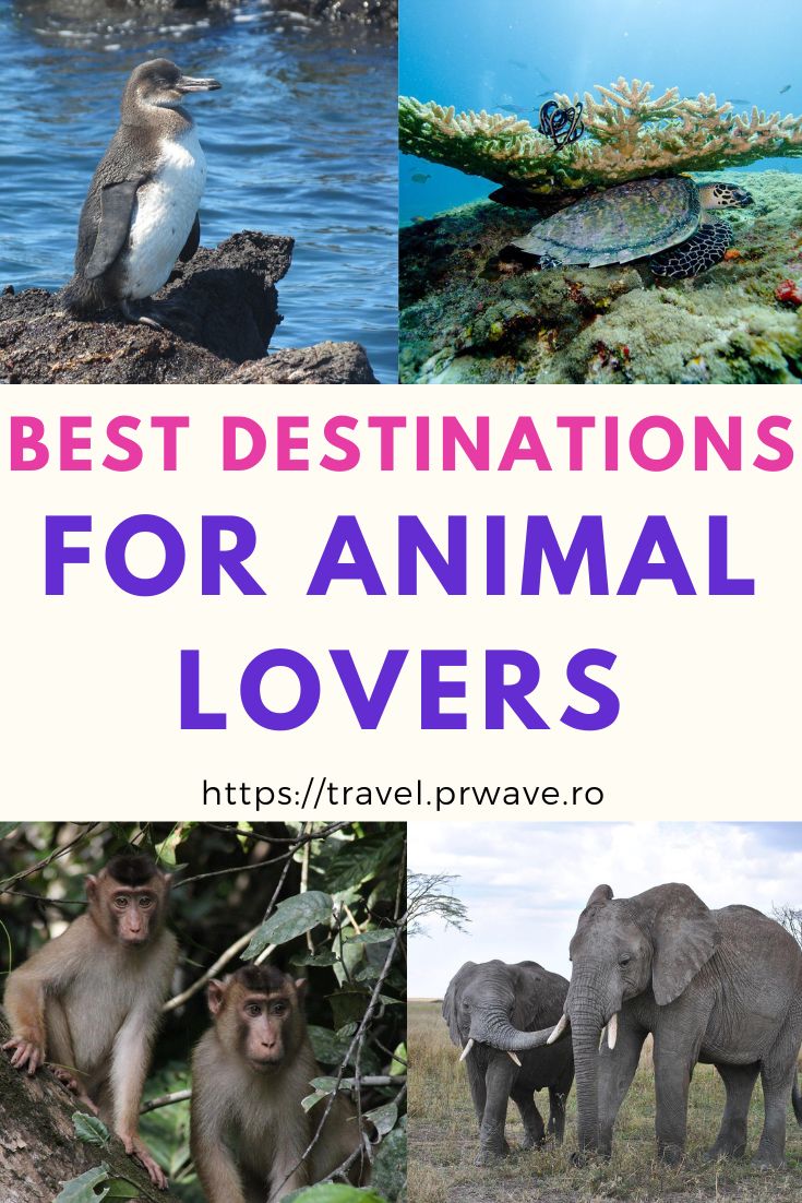 Discover the best destinations for animal lovers. These are the top 5 Destinations Animal Lovers Need to Visit. #maldives #borneo #tanzania #peru #galapagos #wildlife #animallovers