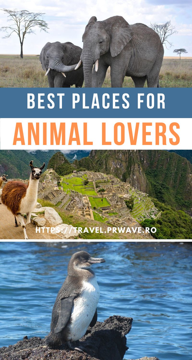 The best places for animal lovers. Where to go for wildlife! 5 Destinations for animal lovers #maldives #borneo #tanzania #peru #galapagos #wildlife #animallovers