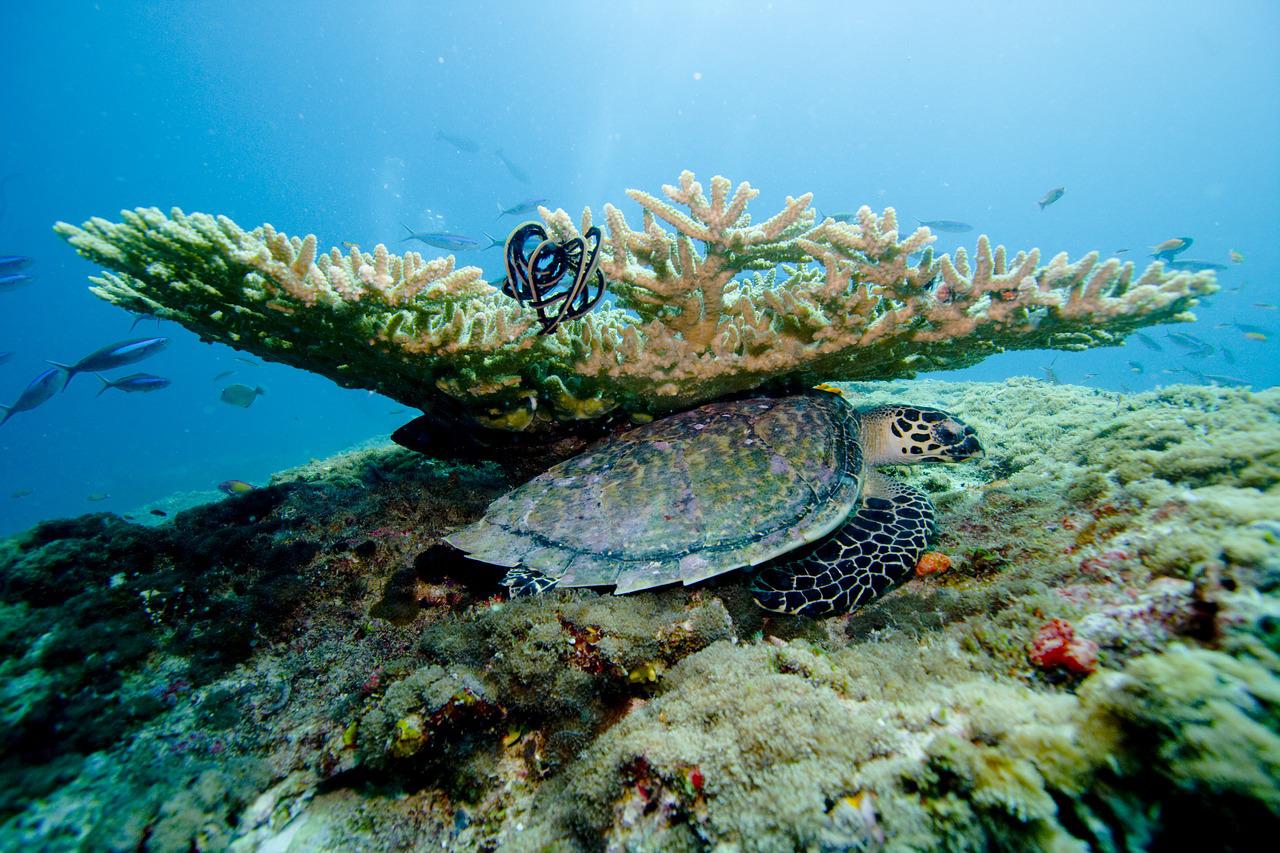 The Maldives coral