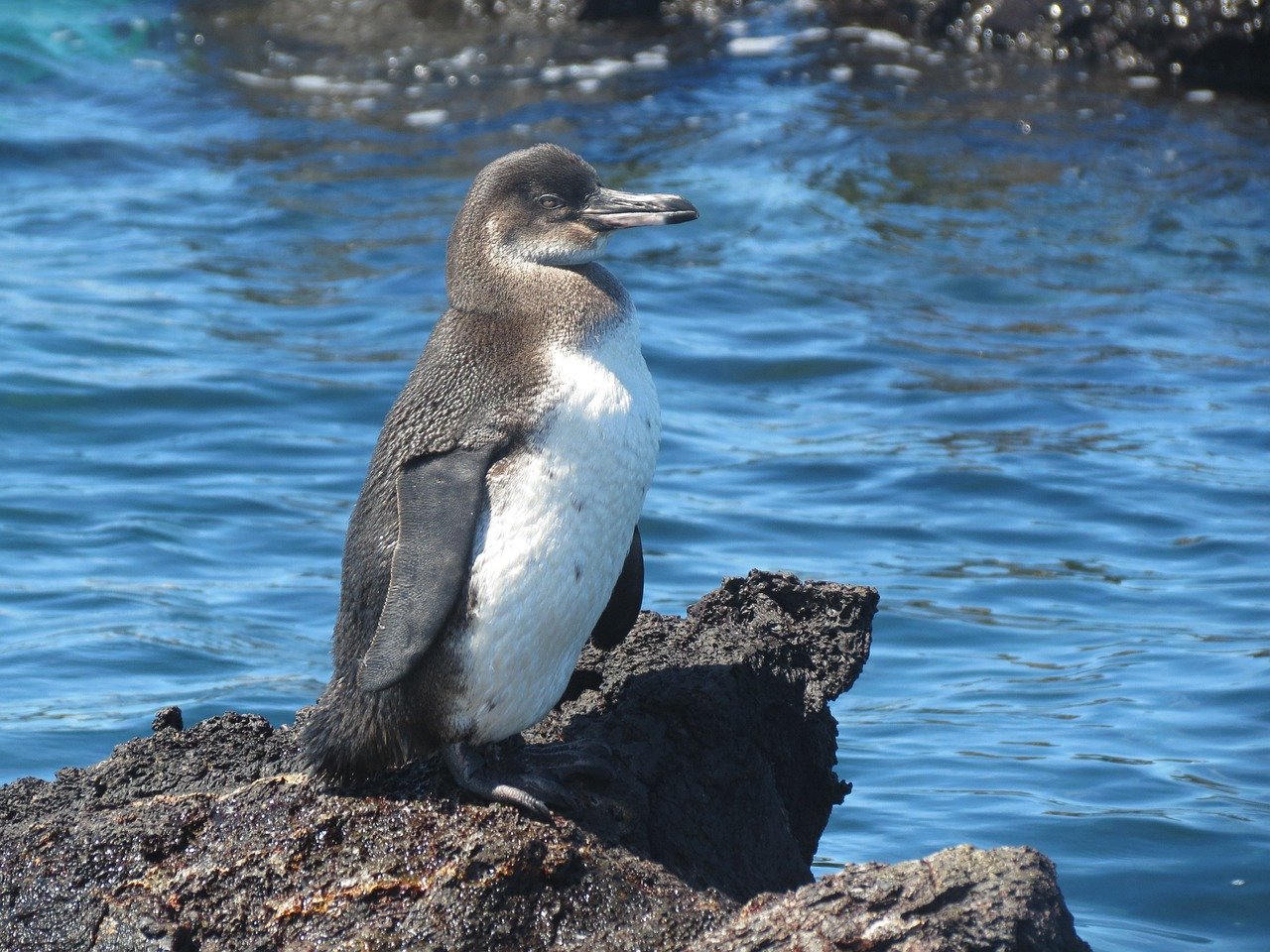Penguin The Galapagos