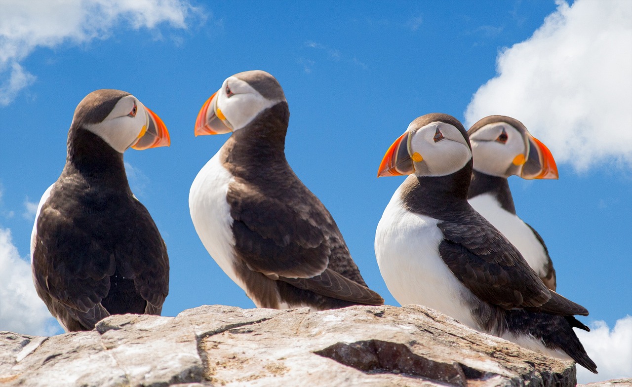 Curiosities about Iceland: facts that may surprise you Puffins